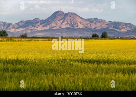 Peu après le lever du soleil, des rizières d’un vert vif et doré s’étendent sur une ferme avec les pittoresques Sutter Buttes qui s’élèvent en arrière-plan. Banque D'Images