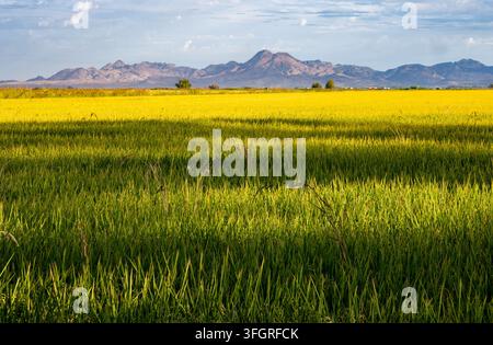 Vue panoramique d'un paysage de champs de riz verts et dorés avec la chaîne de montagnes pittoresque des Sutter Buttes à l'horizon. Banque D'Images