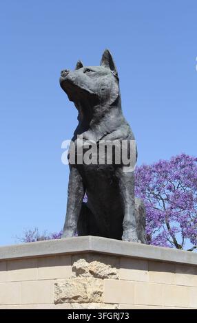 La célèbre statue en bronze du Big Blue Heeler posée sur son piédestal contre un ciel bleu clair à Muswellbrook, Nouvelle-Galles du Sud, Australie Banque D'Images
