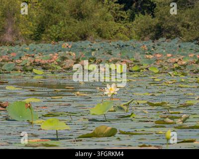 Une seule fleur de lotus blanche fleurit parmi les nénuphars verts et la végétation brune dans un étang calme. Banque D'Images