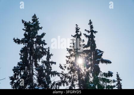 Branches d'épinette verte avec aiguilles et cônes contre un ciel bleu en hiver. De nombreux cônes sur l'épinette. Sapin. Image d'arrière-plan avec espace de copie. Banque D'Images