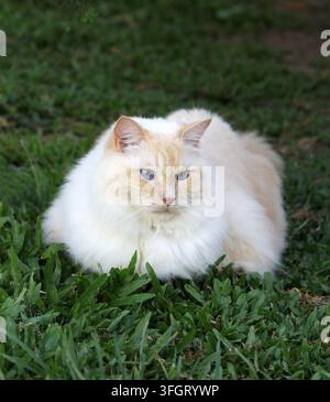 Un chat Ragdoll flame point duveteux avec des yeux bleus frappants assis en position de pain sur de l'herbe verte en plein air Banque D'Images