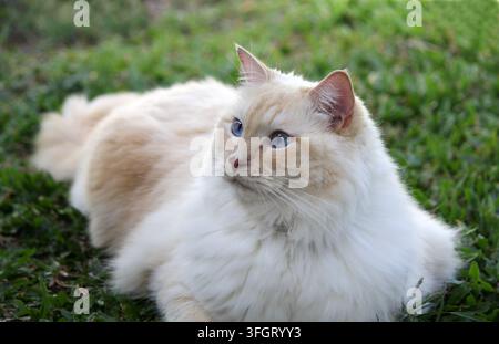 Un chat Ragdoll Flame Point éblouissant aux yeux bleu vif allongé dans un jardin herbeux, regardant au loin Banque D'Images