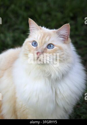 Portrait vertical en gros plan d'une belle chatte Ragdoll Flame Point aux yeux bleus saisissants regardant vers le haut sur un fond vert foncé Banque D'Images