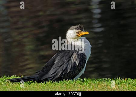 Un petit cormoran pie (Microcarbo melanoleucos) perché sur la terre ferme, Australie du Sud Banque D'Images
