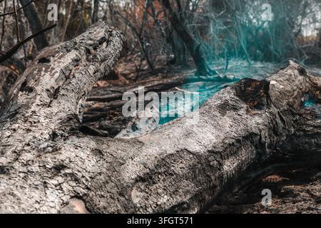 Prise de vue en contre-plongée d'un tronc d'arbre carbonisé qui fume et dégage une épaisse fumée bleue dans une clairière de forêt brûlée. Mise au point sélective. Banque D'Images