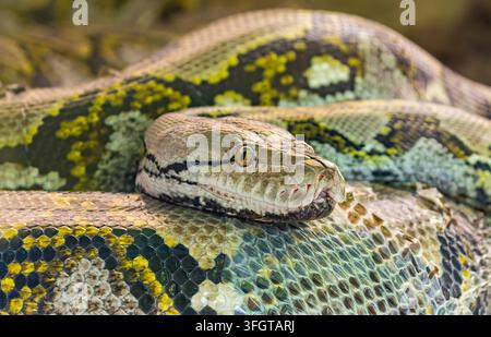 Vue rapprochée d'un python réticulé (Malayopython reticulatus) Banque D'Images