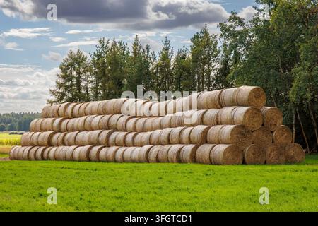 Grand tas de balles de paille rondes dans un champ agricole verdoyant à Podlasie, Pologne Banque D'Images
