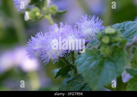 Ageratum houstonianum ‘Bicolor’ violet et blanc, également connu sous le nom de pinceau mexicain ou fleur de fil, en fleur. Banque D'Images