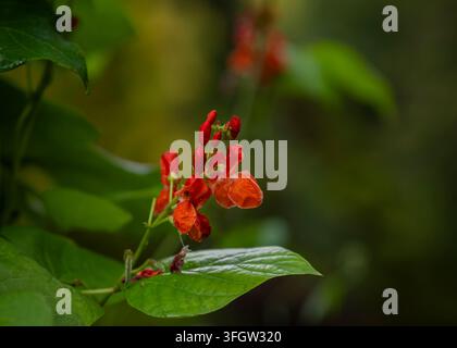 Phaseolus coccineus St George, la fève runner écarlate, capture la beauté tranquille d'une averse d'été. Banque D'Images