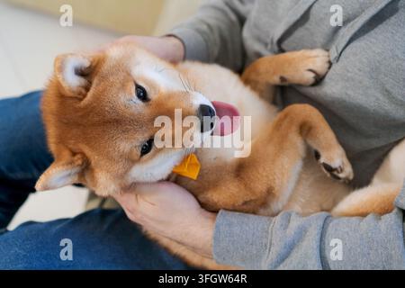 Prise horizontale d'un homme non identifiable portant un sweat à capuche gris et tenant un chien Shiba Inu rouge joueur sur ses genoux. Animal de compagnie heureux portant un nœud papillon jaune couché sur le ventre sho Banque D'Images