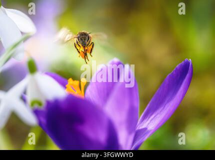Abeille volant vers le centre d'un crocus violet ouvert dans un jardin printanier. Vu presque de face, l'insecte en vol devient le point focal Banque D'Images