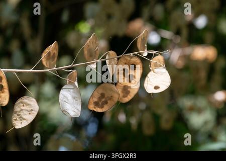Italie, Lombardie, Feuille de graine de Lunaria annuelle, Lunaria Annua Banque D'Images