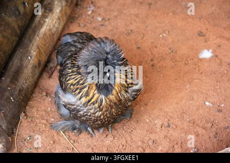 La Silkie, également connue sous le nom de Silky ou poulet de soie chinois, est une race de poulets chinoise nommée pour son plumage atypiquement duveteux, qui est doux au t Banque D'Images