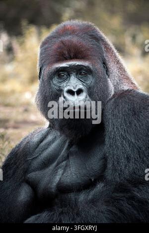 Gorille de plaine de l'Ouest - Gorilla gorilla Banque D'Images