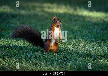 - L'écureuil roux Sciurus vulgaris Banque D'Images