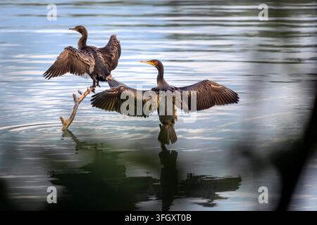 Deux grand cormorans séchant leurs ailes - Phalacrocorax carbo deux cormorans Banque D'Images