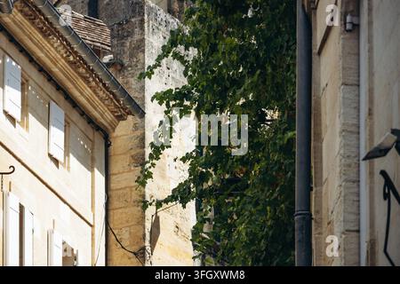 Bâtiments historiques en calcaire et vignes feuillues le long d'une rue étroite à Saint Emilion Banque D'Images