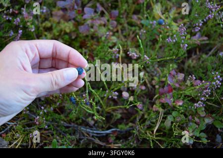 Main tenant une myrtille fraîche dans une forêt suédoise Banque D'Images