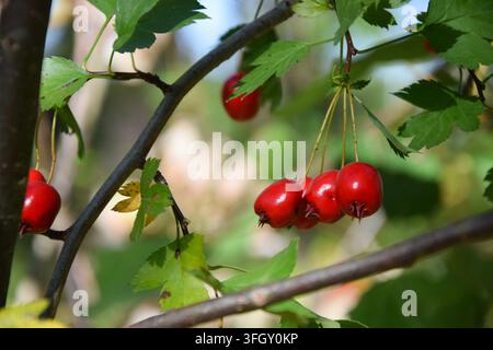 Gros plan de roses sauvages rouges sur une fine branche dans une forêt naturelle Banque D'Images