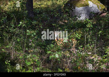 Chevreuil debout parmi de jeunes arbres et regardant l'appareil photo dans une forêt Banque D'Images