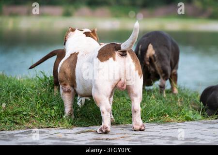 Photographie de stock professionnelle de haute qualité mettant en valeur le bien-être des animaux domestiques, l'entraînement des races de chiens musclés en chenil et le thème du style de vie actif sous n Banque D'Images