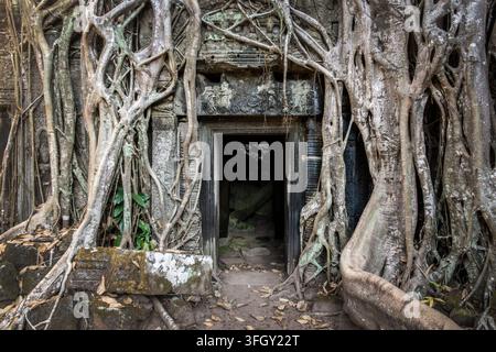 Gros plan des racines de coton en soie (ou arbre Kapok) poussant sur les ruines du célèbre temple Ta Prohm à Angkor, Siem Ream, Cambodge Banque D'Images
