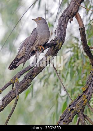 Coucou Cuculus canorus perché au delta du Danube en Roumanie Banque D'Images
