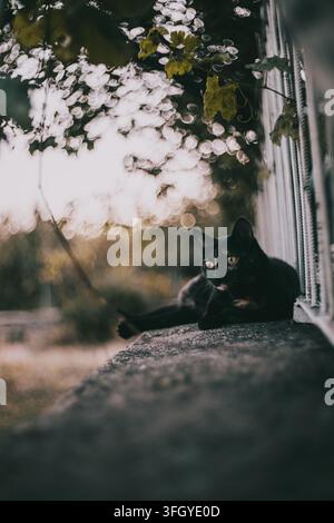 Chat noir aux yeux jaunes couché sur une surface en pierre près d'un mur couvert de vignes. Banque D'Images