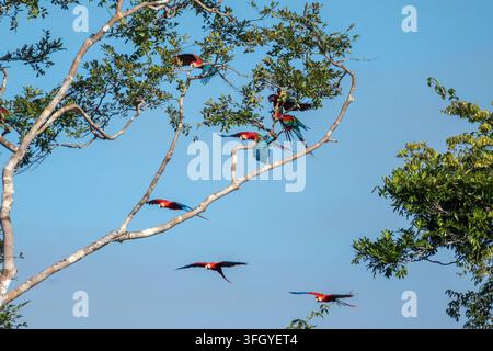 Ara scarlates vibrantes planent et se posent sur les hautes branches au-dessus de la canopée de la forêt tropicale de Tambopata au Pérou, capturant la couleur, le mouvement et la beauté sauvage du Banque D'Images