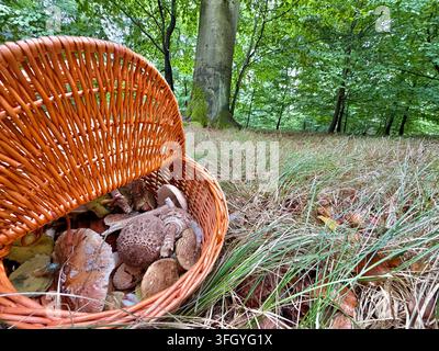 Panier en osier rempli de champignons sauvages fraîchement cueillis, notamment des champignons à ombelle et des bolets, dans une forêt de hêtres à Lány, Bohême centrale, Tchéquie Banque D'Images