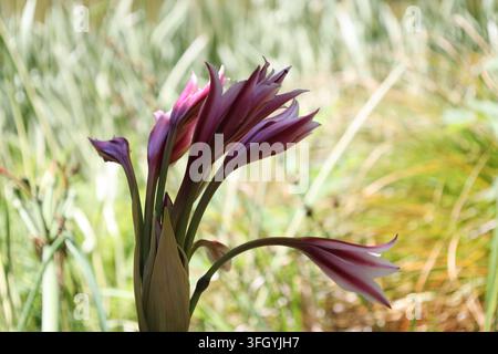 Fleurs d’Orange River Lily, grappes à tiges longues, fleurs semblables aux lys, blanc, rose, rose foncé, rayures rouges (Crinum-bulbispermum) (macro, gros plan, ex Banque D'Images