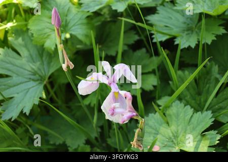 fleur d'iris japonais rose pâle, lavande, pétales pastel délicats, marque jaune sur les feuilles tombantes (Iris-ensata, Rose-Queen) (macro, gros plan) Banque D'Images