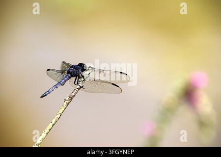 Un libellule mâle Libellula incesta repose sur une branche fine drapée de lichen. Banque D'Images