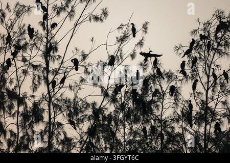 Vue de nombreux cormorans perchés sur les branches des grands arbres contre un ciel crépusculaire doux à Dhaka, Division de Dhaka, Bangladesh. Banque D'Images
