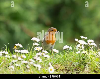 Roitelet European Erithacus rubecula, face à l'appareil, debout dans des marguerites en fleurs sur la pelouse du jardin avec le bec rempli de larves d'insectes pour nourrir les petits. Mai. Banque D'Images