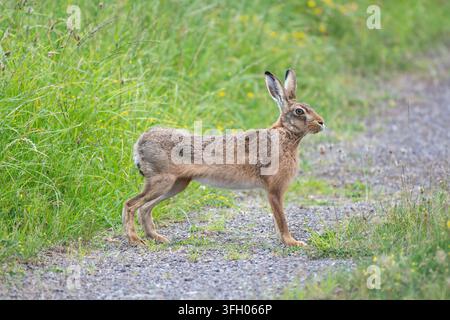 Lapin brun d'Europe Lepus europaeus, debout, vue de côté, au bord d'une piste à côté d'une prairie. Juillet. Banque D'Images
