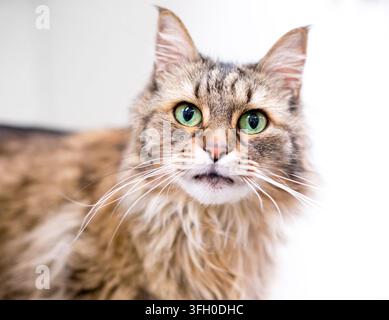 Un chat à poils longs et duveteux de race mixte aux yeux verts regardant l'appareil photo Banque D'Images