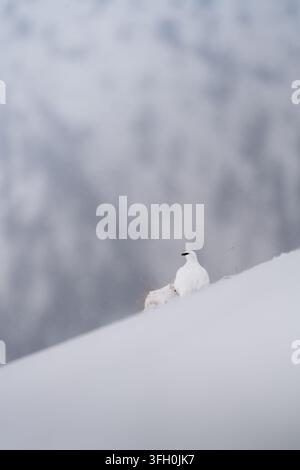 Lagopède alpestre (Lagopus muta) en plumage hivernal debout sur une pente montagneuse enneigée. Banque D'Images