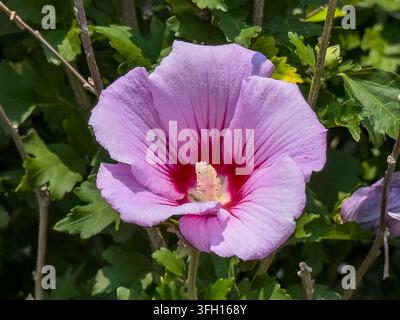 Fleur vibrante d’Hibiscus syriacus rose avec des veines rouge foncé rayonnant depuis son centre, sur un fond de feuillage vert luxuriant. Banque D'Images