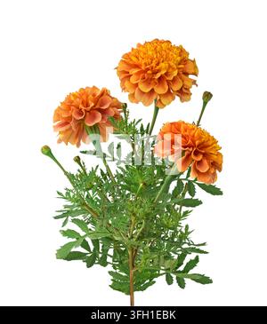 Vue avant d’un bouquet de fleurs de souci orange avec tige verte et feuille plumeuse isolé sur fond blanc montrant un arrangement floral coupé Banque D'Images