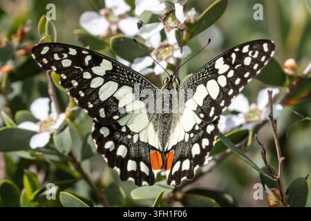 Papillon maculé de la swainson nourrissant sur des fleurs de théier Banque D'Images