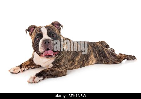 Homme american bully in front of white background Banque D'Images