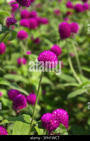 fleurs d'amarante globe violettes en fleurs dans le jardin Banque D'Images