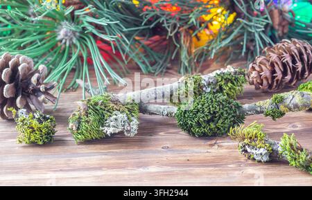 Branches d'arbres couvertes de mousse verte sur une table en bois avec des pommes de pin et des branches de pin Banque D'Images