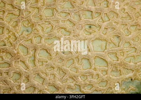 Extrême gros plan macro d'une cantaloupe fraîche montrant sa texture de peau en filet distinctive, ses motifs naturels et sa surface détaillée, créant une org… Banque D'Images