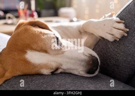 Un beagle détendu profite d’une sieste sur un canapé gris. L’atmosphère chaleureuse est renforcée par un éclairage intérieur doux et un cadre domestique confortable. Banque D'Images