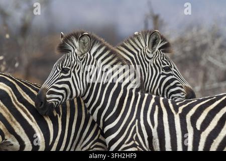 Vue de deux zèbres debout côte à côte avec leurs robes noires et blanches rayées distinctives dans le parc national de Kruger, en Afrique du Sud. Banque D'Images