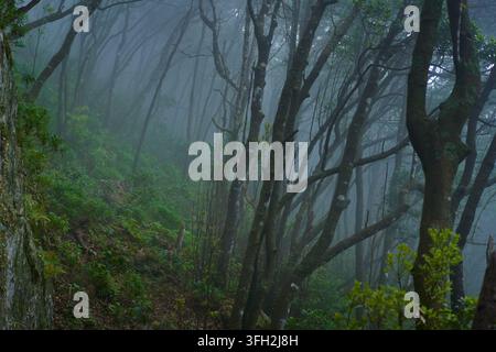 Forêt de lauriers verte dense enveloppée d'une épaisse brume et d'un brouillard de montagne le long du sentier de Chamorga à Cruz de Draguillo à Anaga Tenerife Banque D'Images