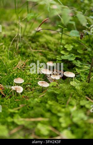 Petits champignons à bonnet sur des tiges minces se regroupent en poussant parmi la mousse verte de la forêt. Concept d'identification des champignons sauvages minuscules et de délicats champignons Banque D'Images